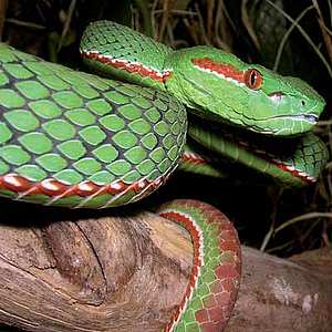 green viper eastern Himalayas