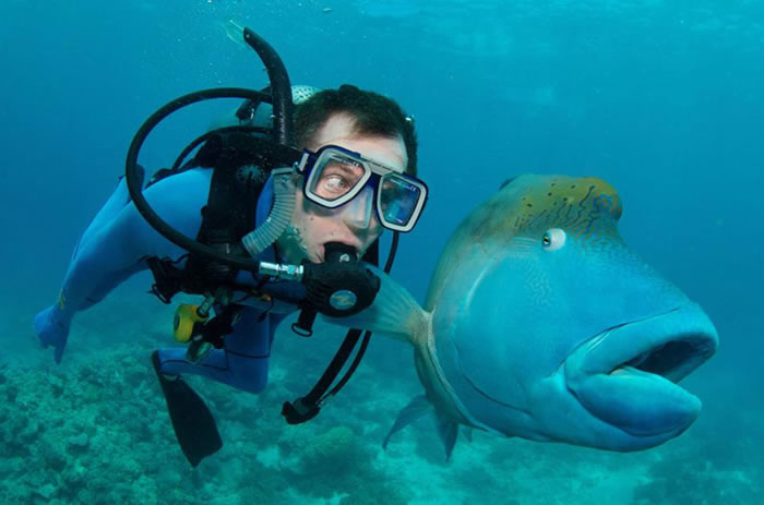 fish-and-scuba-diver-funny-priceless-expression