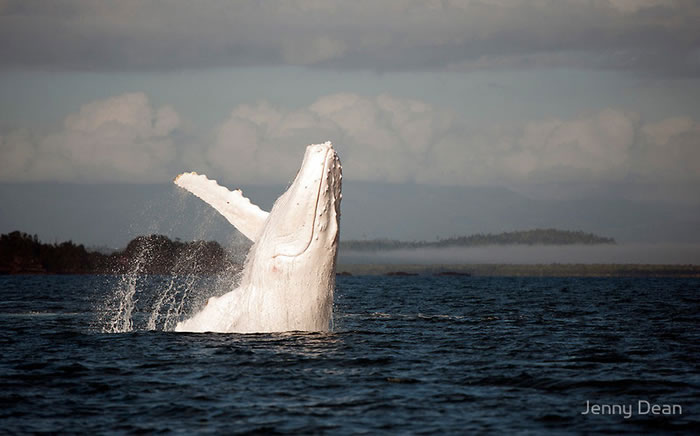 white-humpback-whale-albino-migaloo